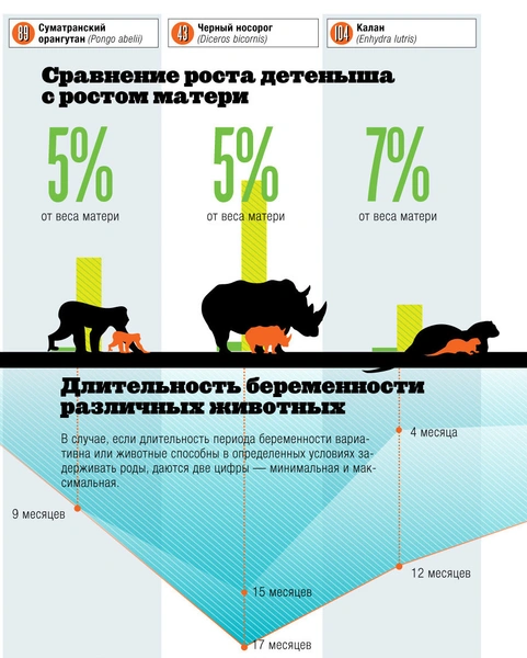 Детский сад: 10 невозможно милых детенышей