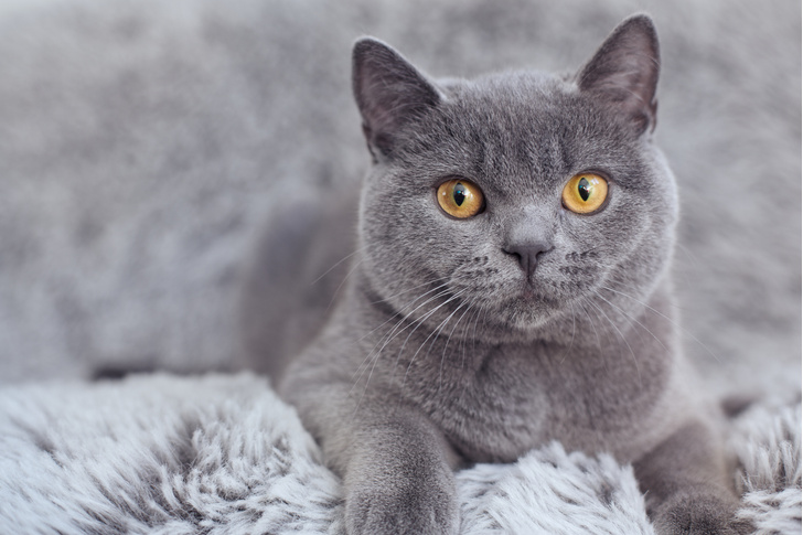 Характер британского кота: британские коты, поведение, особенности — www.wday.ru