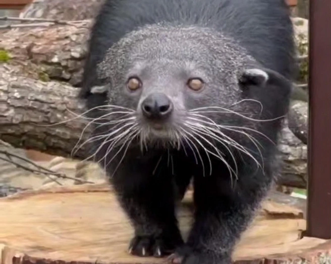 «Свирепое нападение безжалостного хищника». Бинтуронг прыгнул на камеру в Ленинградском зоопарке | Источник: Ленинградский зоопарк