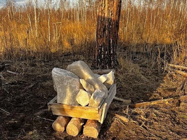Солонцы для лосей, оборудованные сотрудниками фонда «Сапсан», помогают животным восполнять запасы соли | Источник: Фонд «Сапсан»