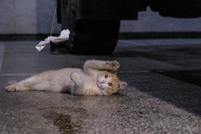 Ginger cat makes home in Ufa fire station after breaking in