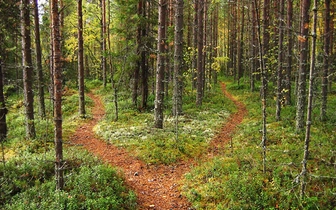 Шутки полесских духов