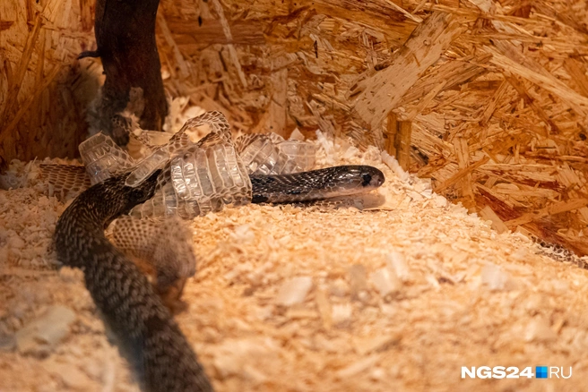 Змею в линьке никто не беспокоит  | Источник: Мария Ленц / NGS24.RU
