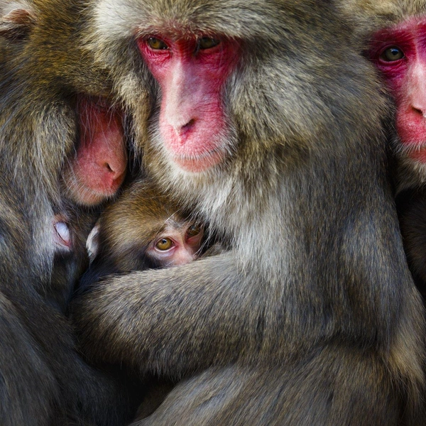 Источник: Hidetoshi Ogata / World Nature Photography Awards 2022