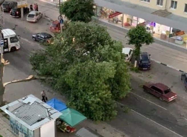 Опубликовано видео с места падения дерева на проезжую часть улицы Есенина | ya62.ru