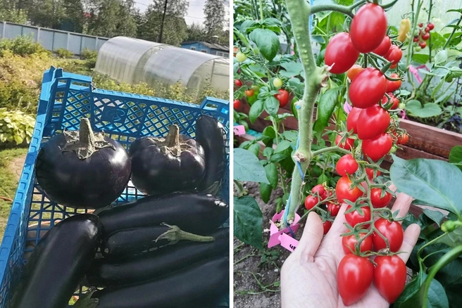 В Заполярье можно вырастить приличный урожай | Источник: Татьяна Власова / Личный архив
