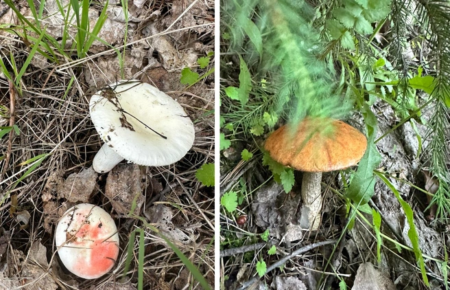 Получилась красивая фотосессия для лесных обитателей  | Источник: Алсу Кучукова / «Грибы. Грибники Омска и Омской области» / vk.com