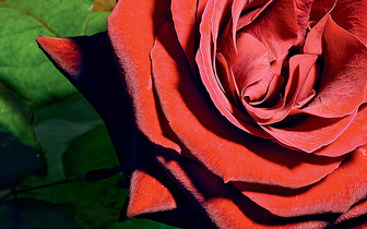 Упала на лапу Азора: 10 занимательных фактов о розах
