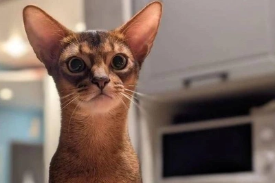 Новосибирцы показали своих абиссинских котов