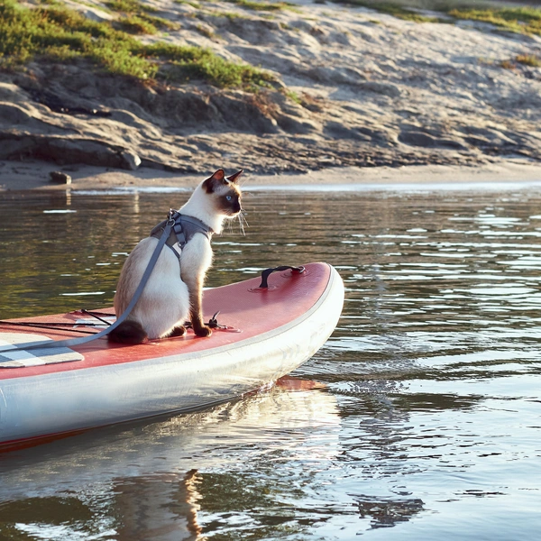 Этот кадр попал в нашу майскую подборку самых смешных снимков с сапбордами | Источник: watcher fox/Shutterstock/Fotodom.ru