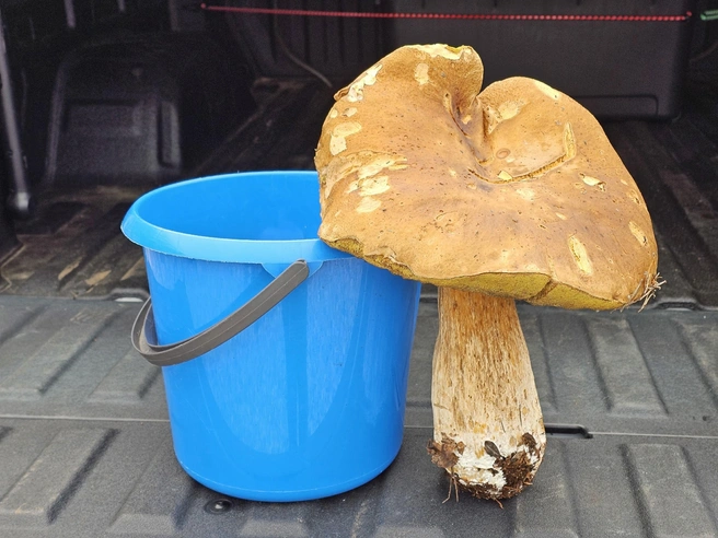 Такой гриб нашли в районе Кандалакши | Источник: Ирина Коншина