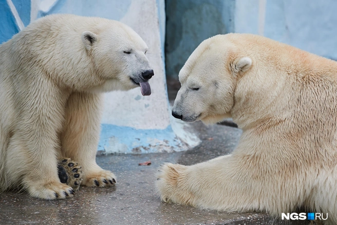 Излишки урожая от новосибирцев отдают животным | Источник: Александр Ощепков / NGS.RU