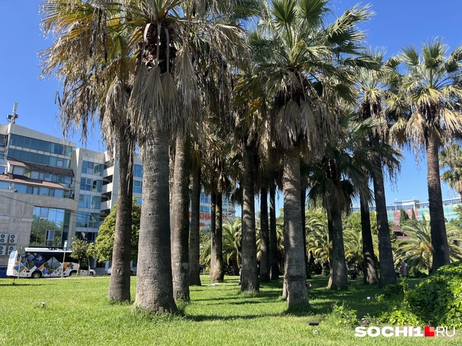 Сочи — курорт федерального значения | Источник: Анна Грицевич / SOCHI1.RU