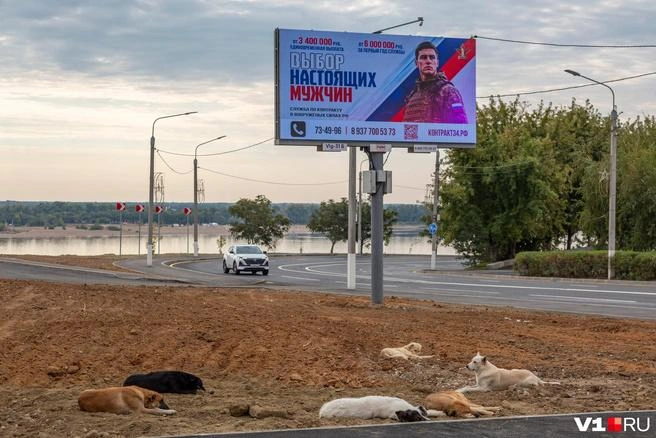 В зоне будущих платных парковок уложат газон, высадят сосны и можжевельник | Источник: Константин Завриков / V1.RU