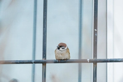 Primorye Wednesday Forecast: Frosts to -17 °C, North Wind