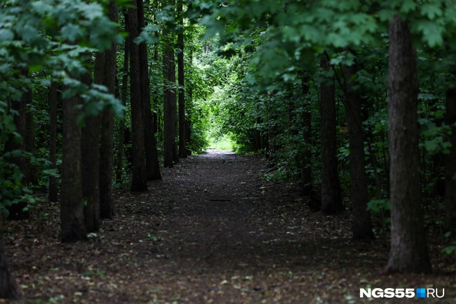 Грибы нашли за Сыропятским трактом  | Источник: Артём Устюжанин / MSK1.RU
