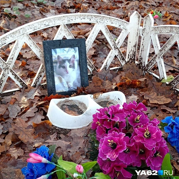 Источник: Анастасия Фокина / YA62.RU