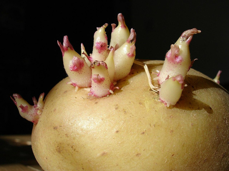 Вредно ли есть генетически модифицированный картофель?
