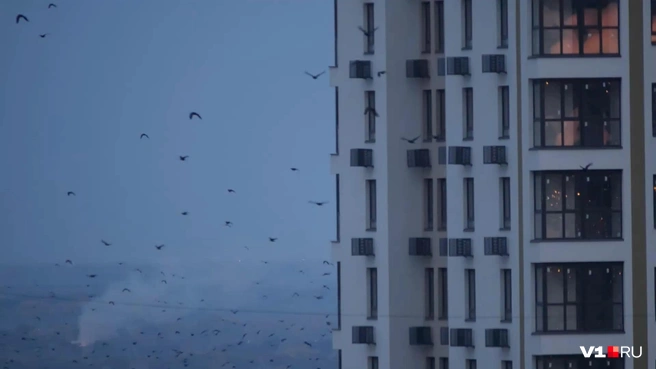 Мурмурация ворон над Советским районом | Источник: Арина Рязанова