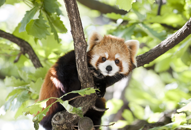 Самые милые животные фото