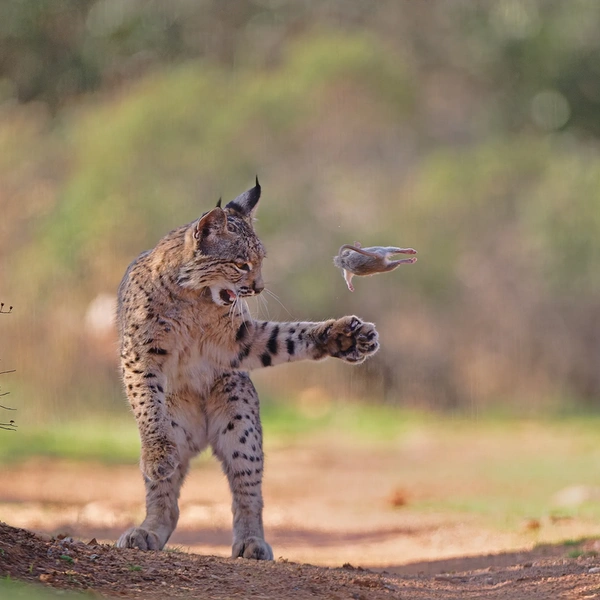 Молодая рысь играет с пойманным грызуном в испанском муниципалитете Торре-де-Хуан-Абад | Источник: Josef Stefan / Wildlife Photographer of the Year 2025