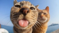 Самые смешные фото котов-дружбанов за всю историю комического конкурса Comedy Pet Photography Awards
