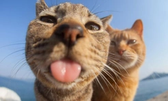 Самые смешные фото котов-дружбанов за всю историю комического конкурса Comedy Pet Photography Awards