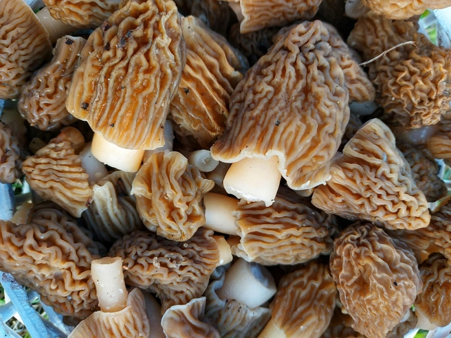 Место тихой охоты читательница не раскрыла | Источник: Кристина Редикульцева, «Уральский ЯжеГРИБНИК» / Vk.com