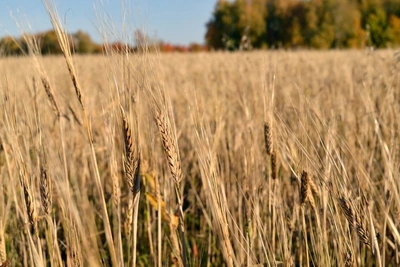 Забайкалье увеличит финансирование страхования посевов на 40%