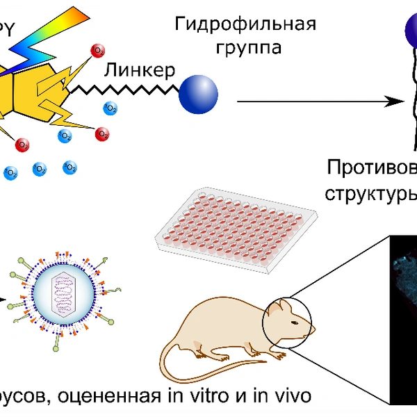 Фотосенсибилизирующие красители BODIPY демонстрируют противовирусную активность широкого спектра действия против вирусов как in vitro, так и in vivo | Источник: Вера Алферова