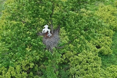 Численность дальневосточного аиста в Амурской области выросла вдвое