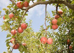 Гороскоп друидов: яблоня, пихта, вяз