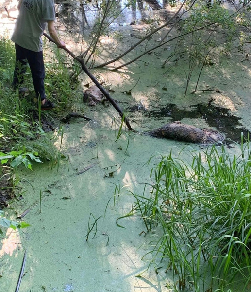 Ритуальные убийства? На болоте возле МКАДа найдены трупы 40 собак