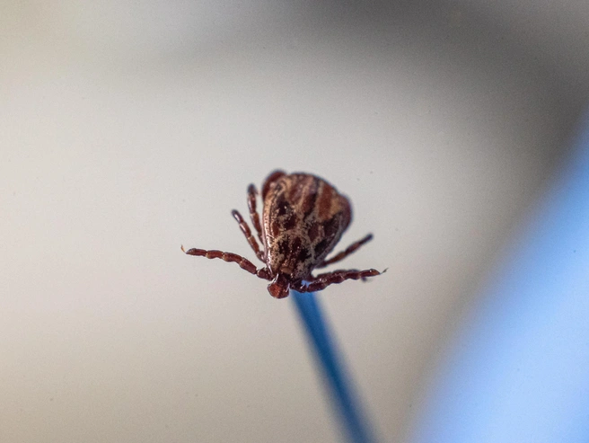 Заражение боррелиозом происходит после укуса клеща | Источник: Иллюстрация