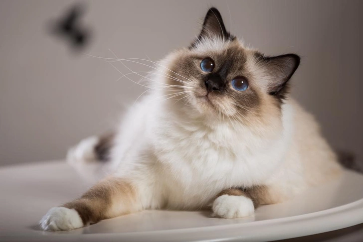 Источник: Borkin Vadim/Shutterstock/Fotodom.ru