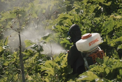 В Перми представят фильм «Борщевик — герой нашего времени»