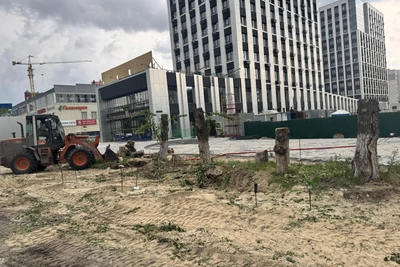 Тюменка пожаловалась на вырубку деревьев на Червишевском тракте