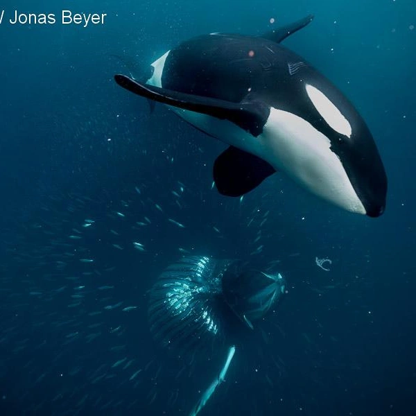 Финалист в номинации «Поведение животных» | Источник: Jonas Beyer / Underwater Photographer of the Year 2025