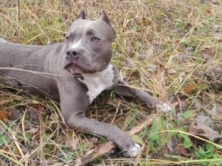 Прогулки с Ютой | Источник: Ольга Давыдова