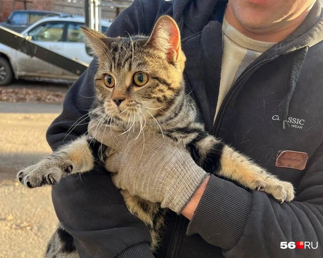В Оренбурге спасли кота, просидевшего на дереве четверо суток | Источник: Читатели 56.RU