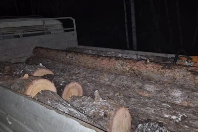 В Забайкалье задержали двух черных лесорубов, вырубивших 100 лиственниц