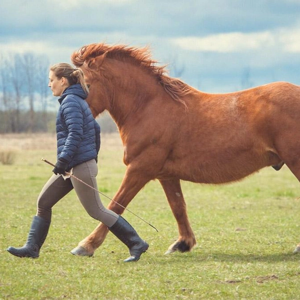 Источник: Школа Свободных Лошадей/koneterapia.ru