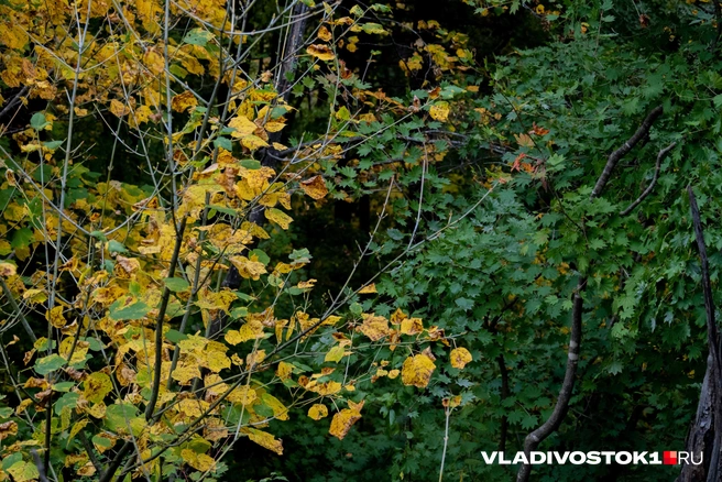 Источник: Елена Буйвол / VLADIVOSTOK1.RU