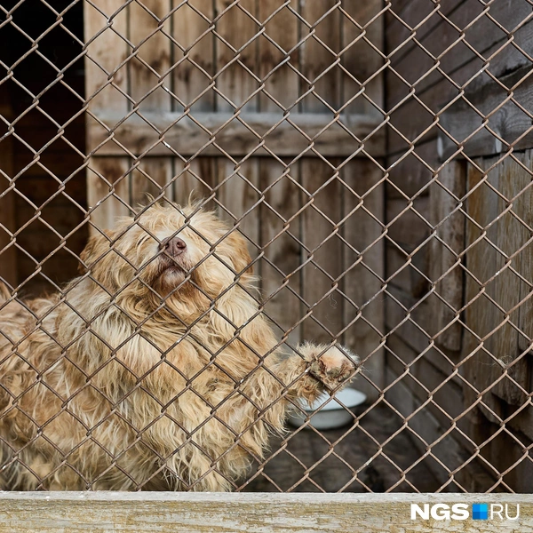 Здесь живут собаки разных пород | Источник: Александр Ощепков / NGS.RU