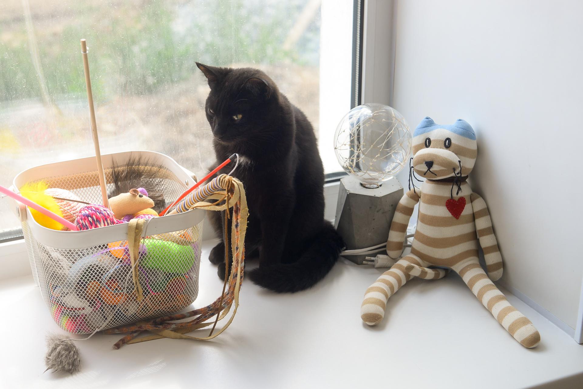 В Воронеже загорелось котокафе