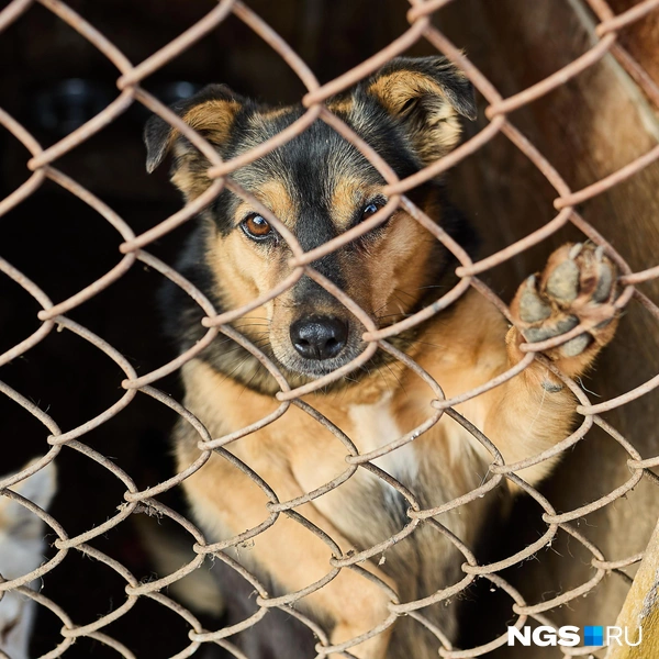 Собак сюда приносят, подбрасывают, иногда сотрудники и сами подбирают безнадзорных псов | Источник: Александр Ощепков / NGS.RU