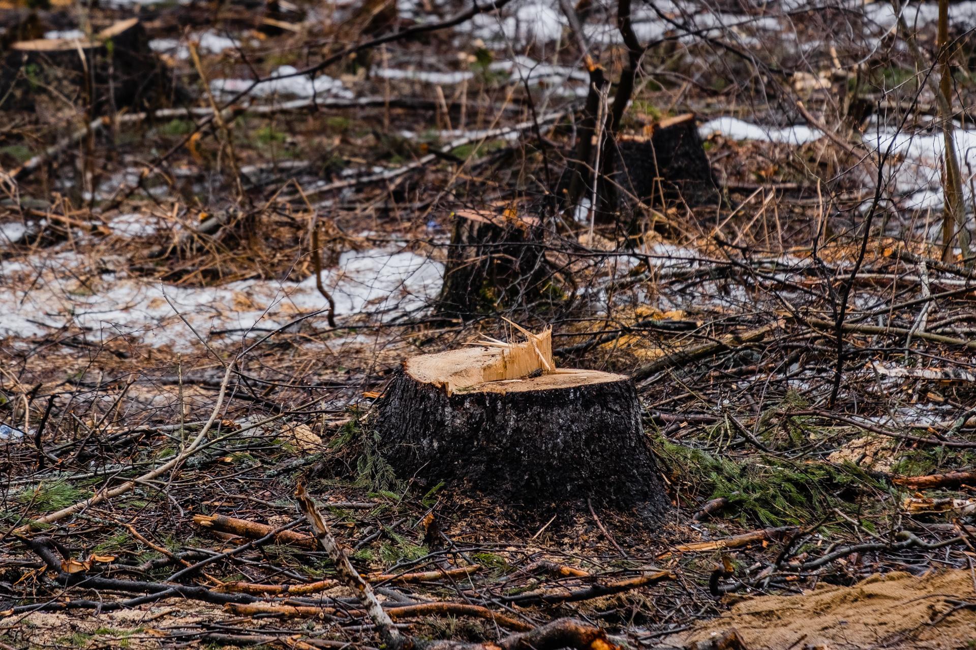 Массовая вырубка деревьев в микрорайоне Водники в Перми весной 2019 г - 10  апреля 2019 - 59.ру