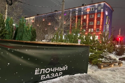 Стоимость новогодних деревьев в Мурманске