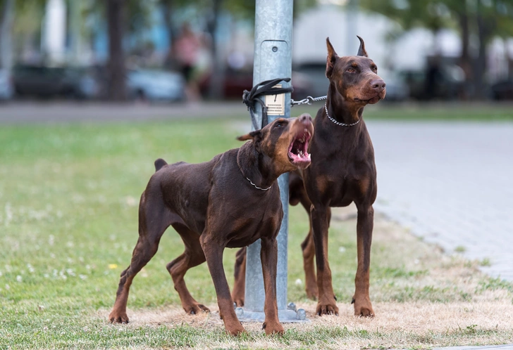 Доберман-пинчер | Источник: Shutterstock/Fotodom.ru