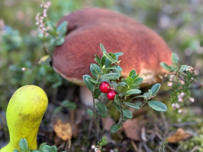 Грибное счастье в Клепиковском районе | Источник: Группа VK «Грибы и грибники Рязани».